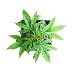 Отдушка Cannabis (конопля) арт2696W/M