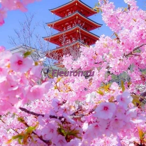 Отдушка Цветущая сакура арт3590