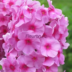 Отдушка Флоксы арт83W