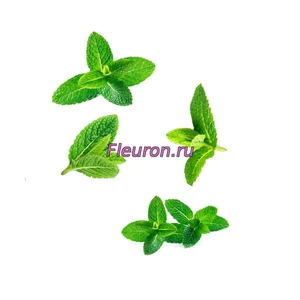 Отдушка Мята садовая (Garden Mint) арт387