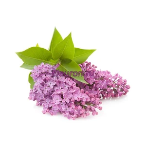 Отдушка Сирень арт1171