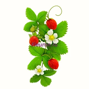 Отдушка Земляника арт1180