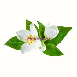 Отдушка Жасмин арт1183