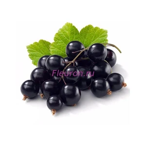 Отдушка Смородина черная арт3354