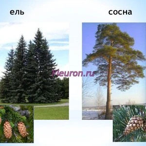 Отдушка Сосны и ели арт3416