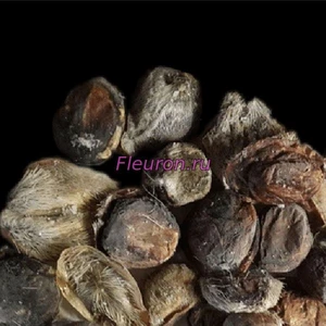 Черный мускус арт3476