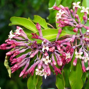 Отдушка Цветы сандала арт3589