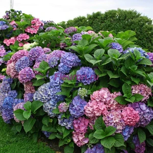 Отдушка Гортензия арт3596