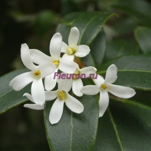 Отдушка Османтус арт2333