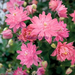 Отдушка Клементина арт3423