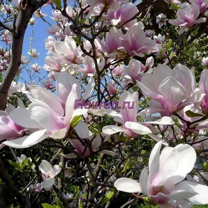 Отдушка Магнолия лепестки арт3428