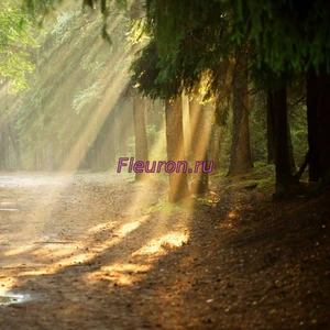 Отдушка Лес после дождя арт3593