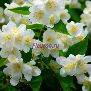 Отдушка Жасминовый куст арт3595